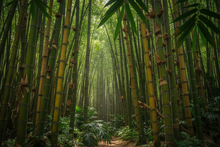 Load image into Gallery viewer, Bamboo