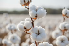 Load image into Gallery viewer, Clean Cotton