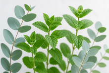 Load image into Gallery viewer, eucalyptus peppermint