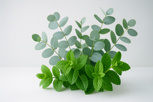 Load image into Gallery viewer, eucalyptus peppermint