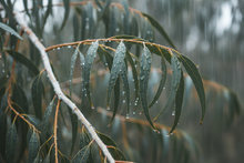 Load image into Gallery viewer, Eucalyptus Rain