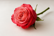 Load image into Gallery viewer, Fresh Cut Rose