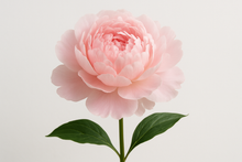 Load image into Gallery viewer, fresh peony