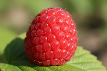 Load image into Gallery viewer, Fresh Raspberry