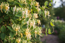 Load image into Gallery viewer, honeysuckle