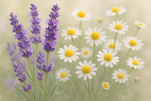 Load image into Gallery viewer, lavender and camomile