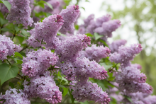 Load image into Gallery viewer, lilac