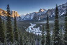 Load image into Gallery viewer, Mountain Pine