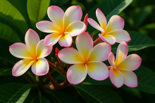 Load image into Gallery viewer, Plumeria