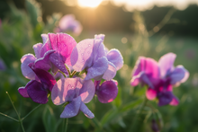 Load image into Gallery viewer, Sweet Pea