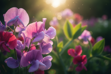 Load image into Gallery viewer, Sweet Pea