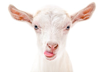 Load image into Gallery viewer, LOTION Goats Milk Creamy Lotion Paraben Free (170 Scents!) 8oz